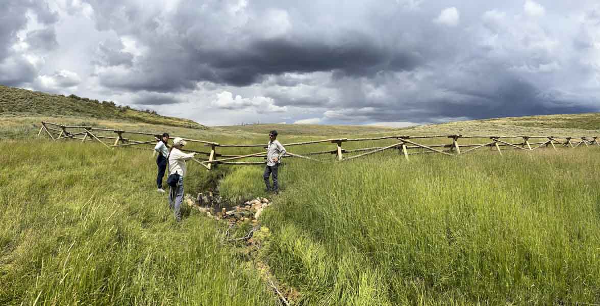 Three adults stand near a small stream in front of a fence in grassland habitat.
