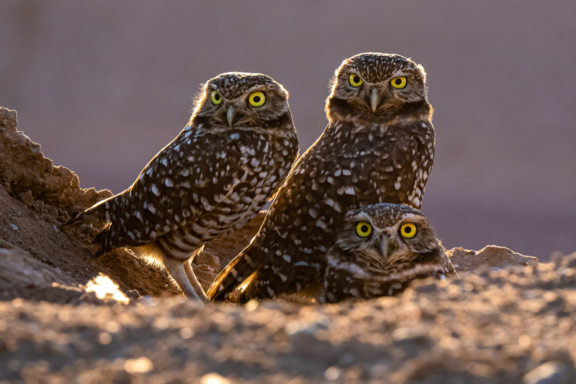 Three Burrowing Owls at the Salton Sea look directly at the camera