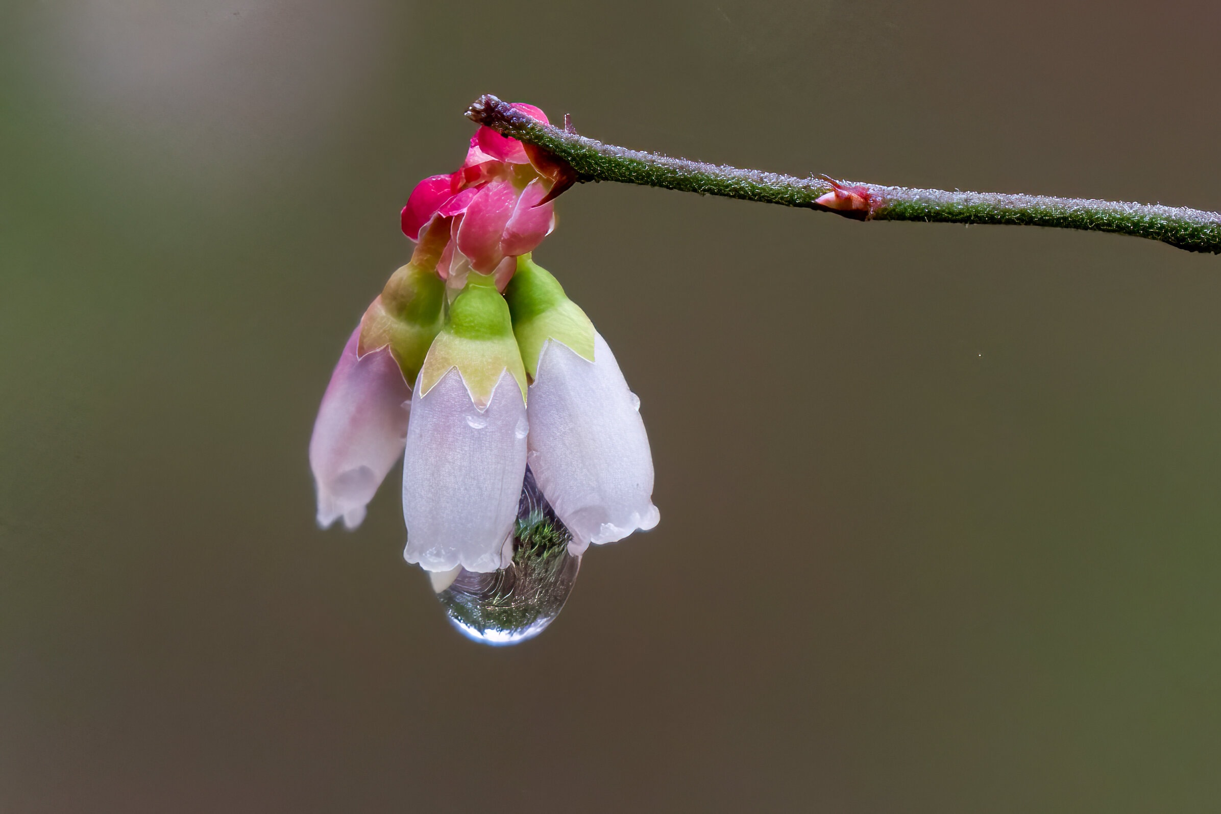 A blossom hangs from a twig with a drop of dew. 