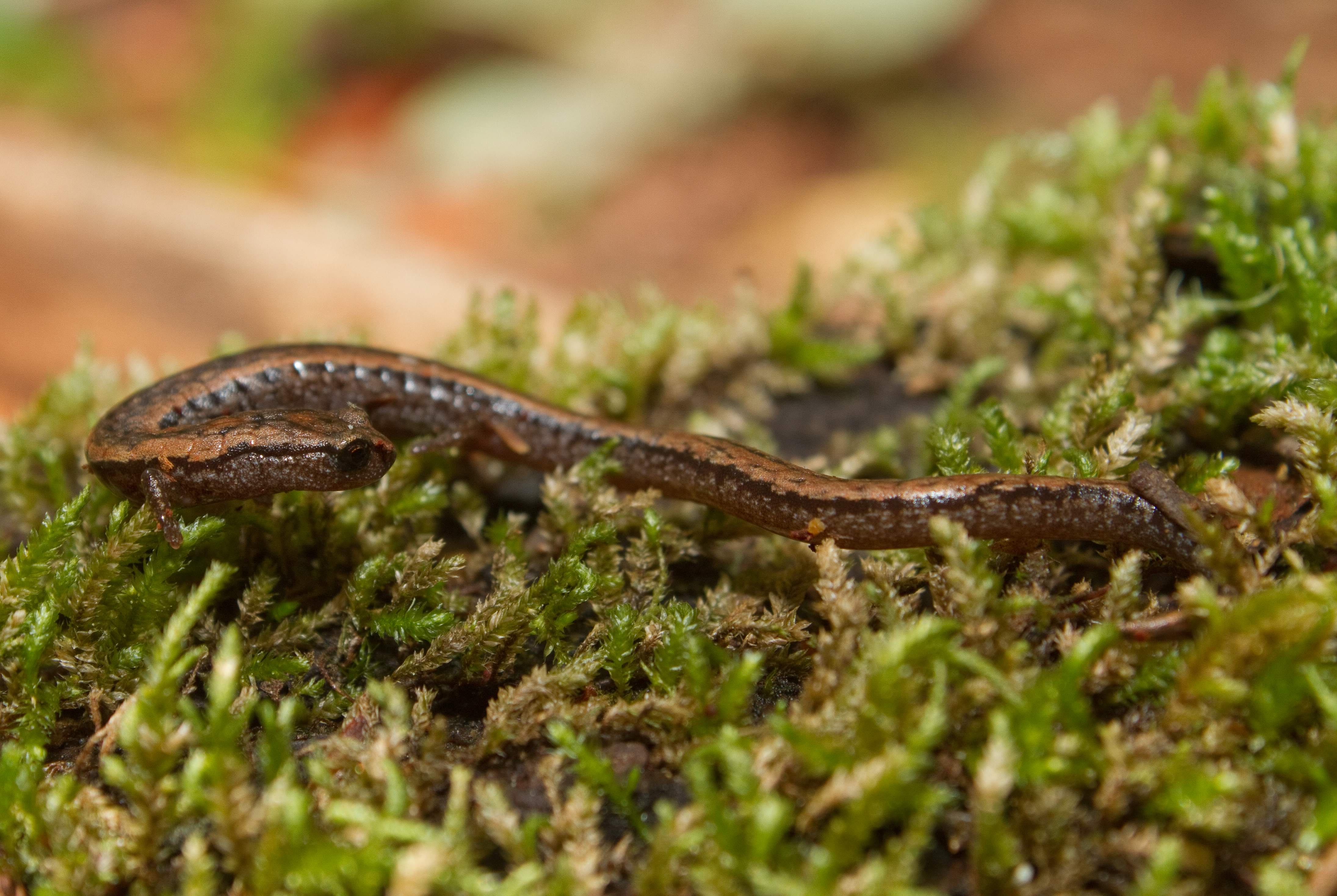 A California Slender Salamander rests on moss. 