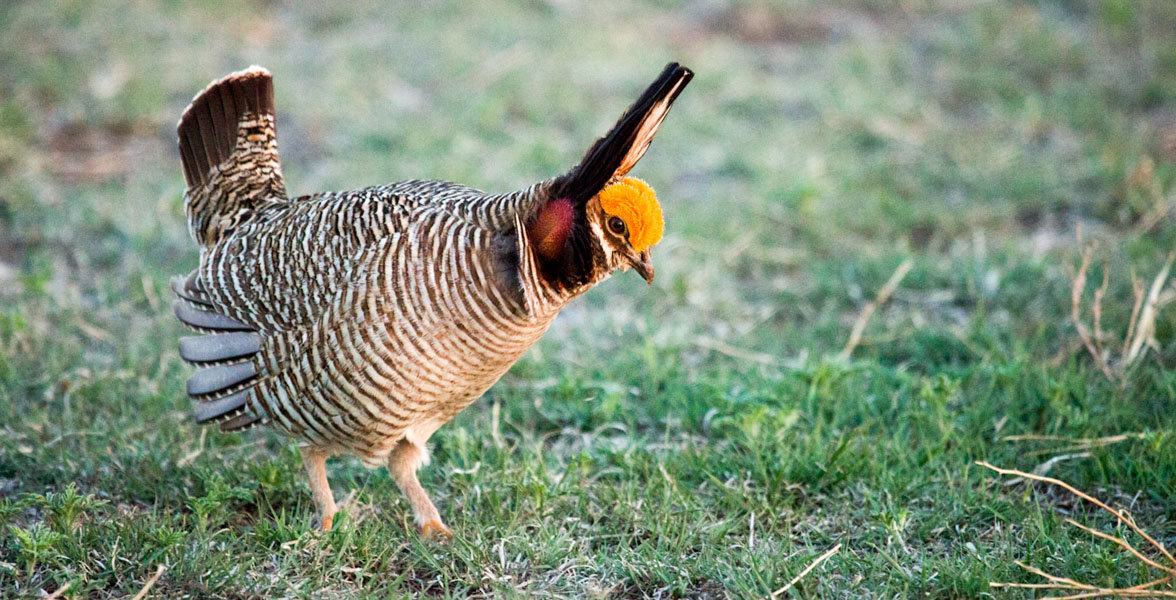 A brown and white bird with dark yellow crown feathers stands in short, green grass, bowing slightly.