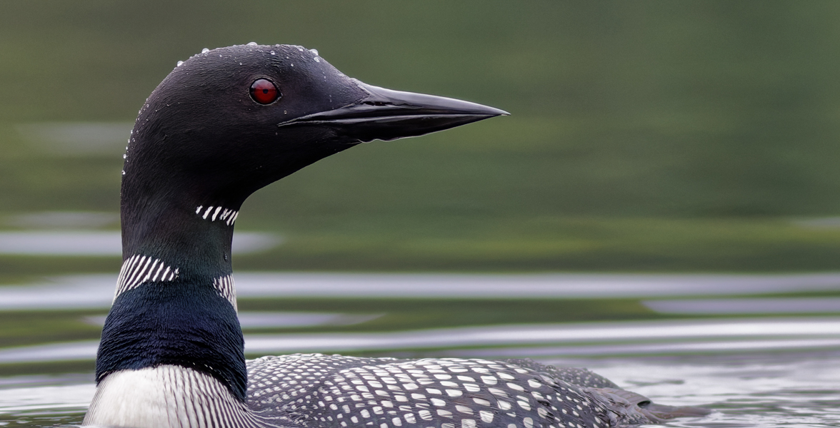 Common Loon.