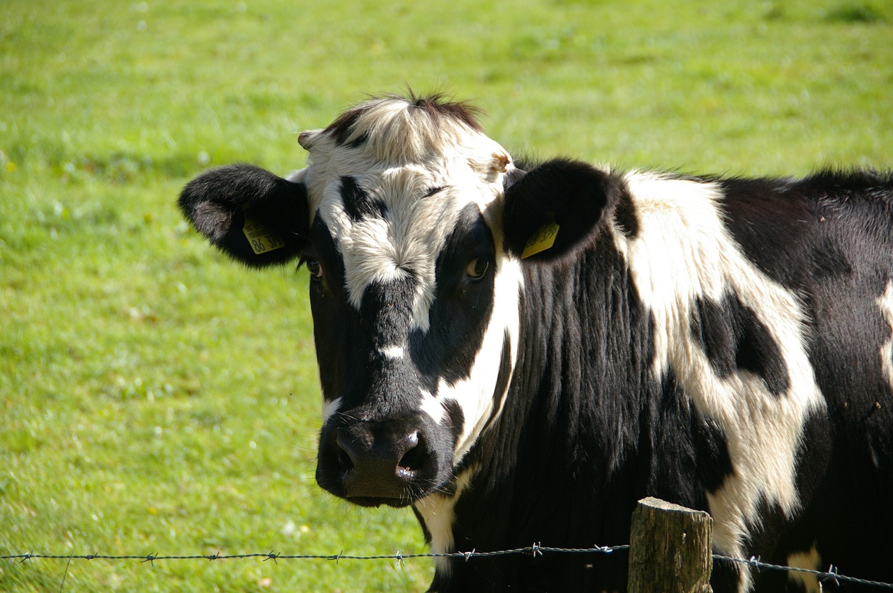 Black and white cow.
