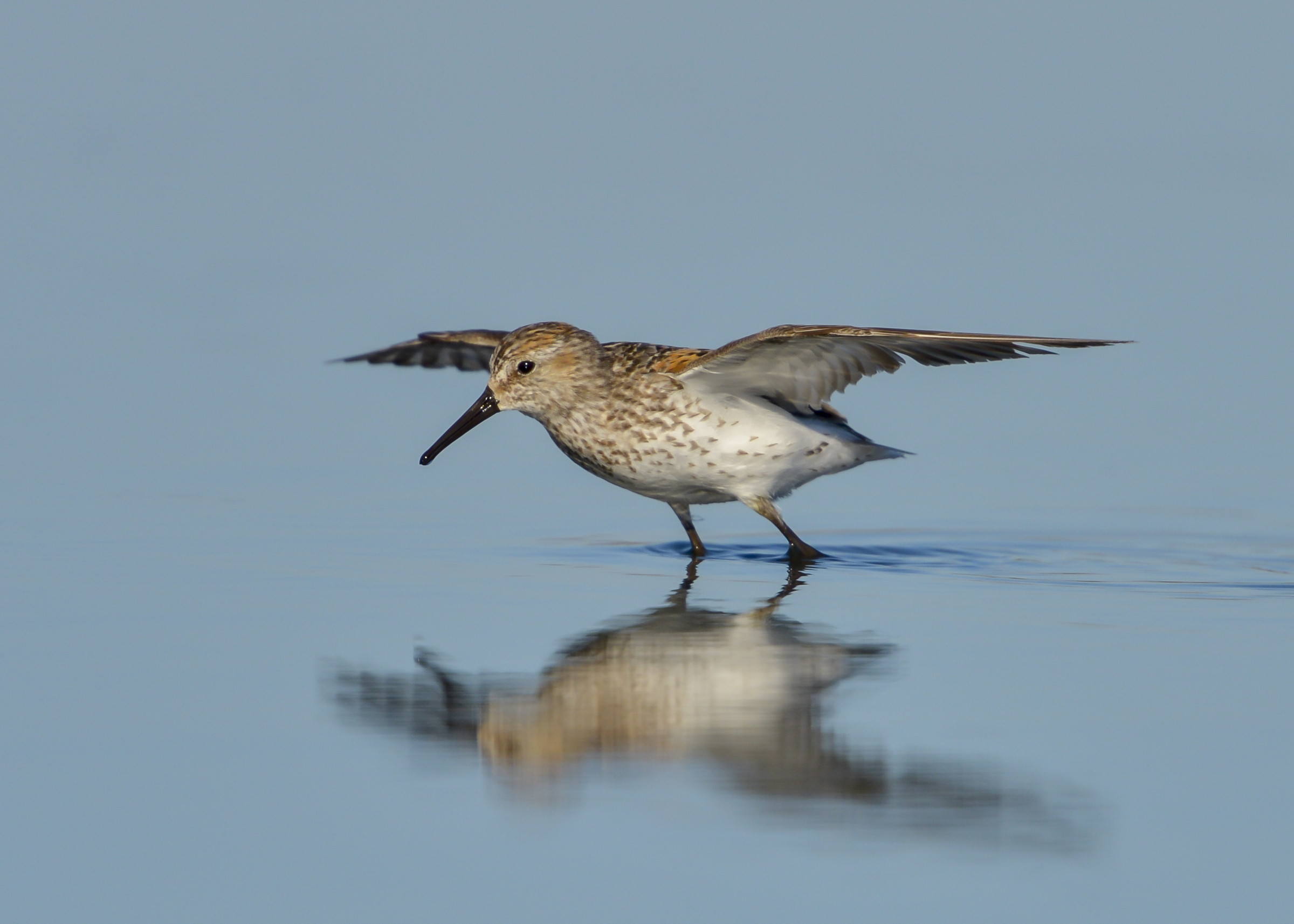 Western Sandpiper walking in the shallow water with its wings outstretched.