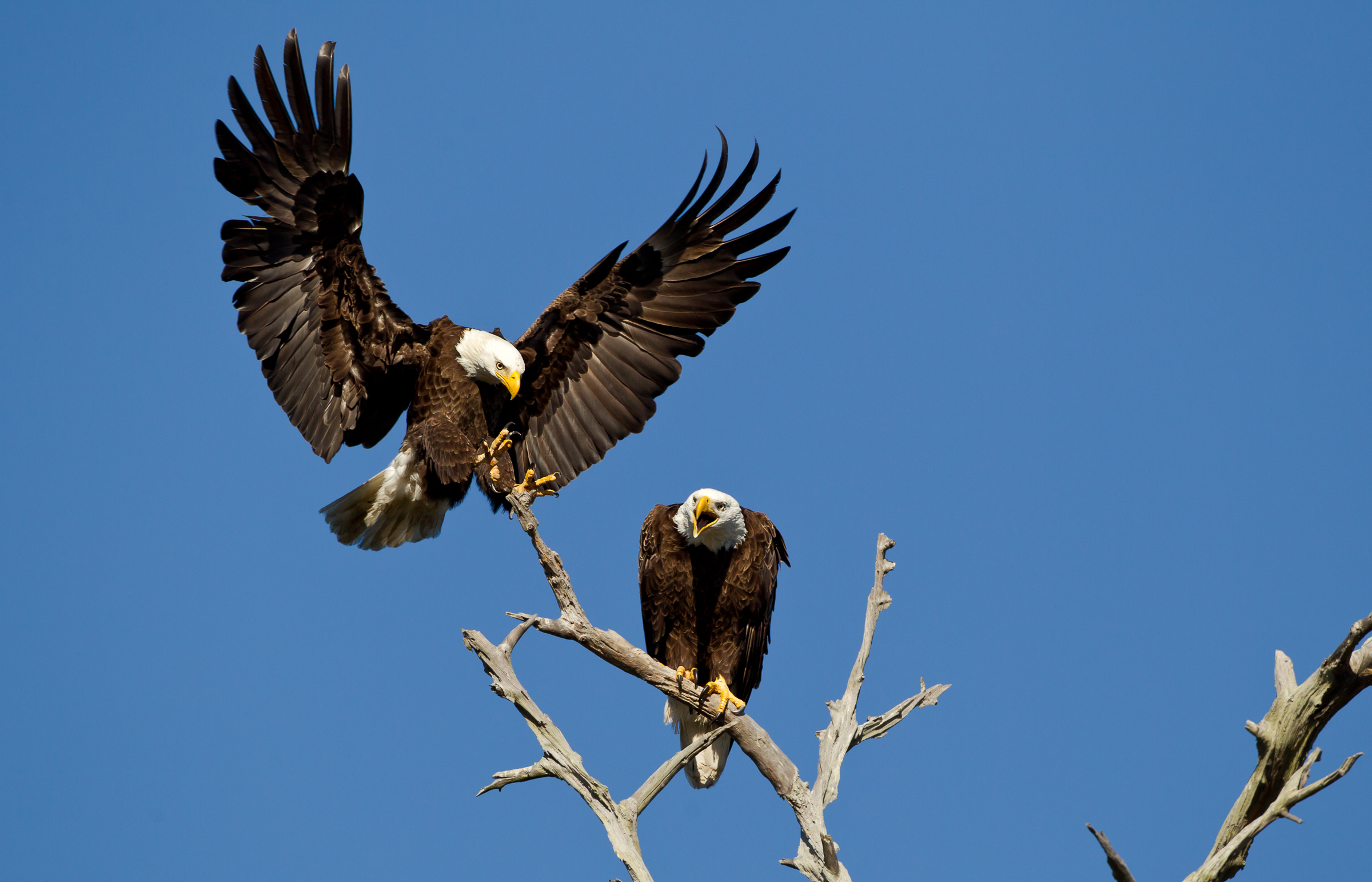 Two Bald Eagles, one perched on a bare tree branch, one just about to land, with sky in the background. Two Bald Eagles, one perched on a bare tree branch, one just about to land, with sky in the background. Photo: Robert Bailey/Audubon Photography Awards.