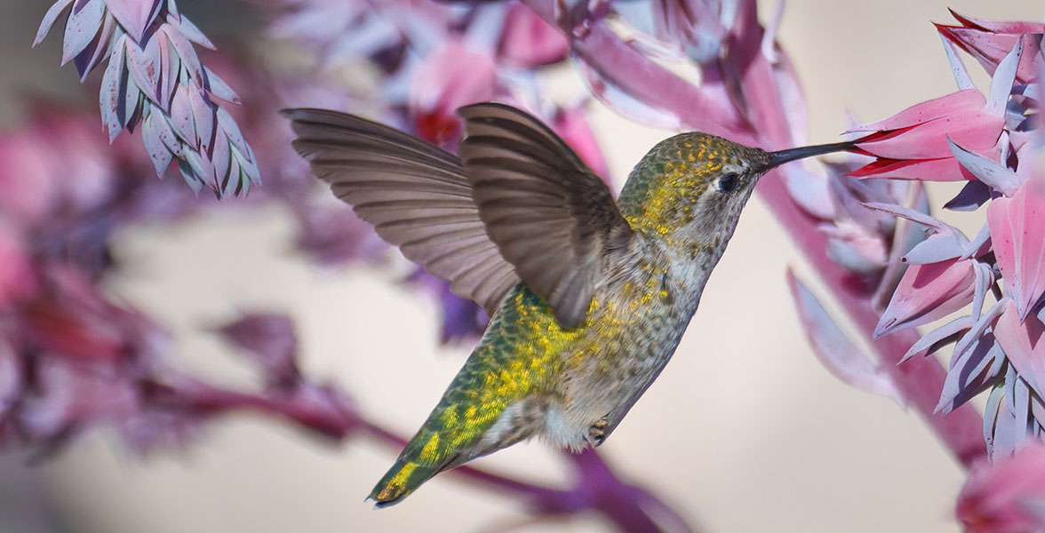 Anna's Hummingbird.