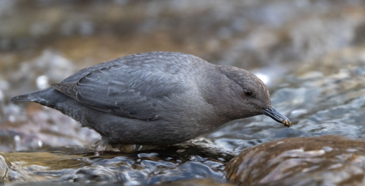 A grey/greyish-brown songbirds forages in a shallow water current. The bird is holding a small piece of debris in its beak.