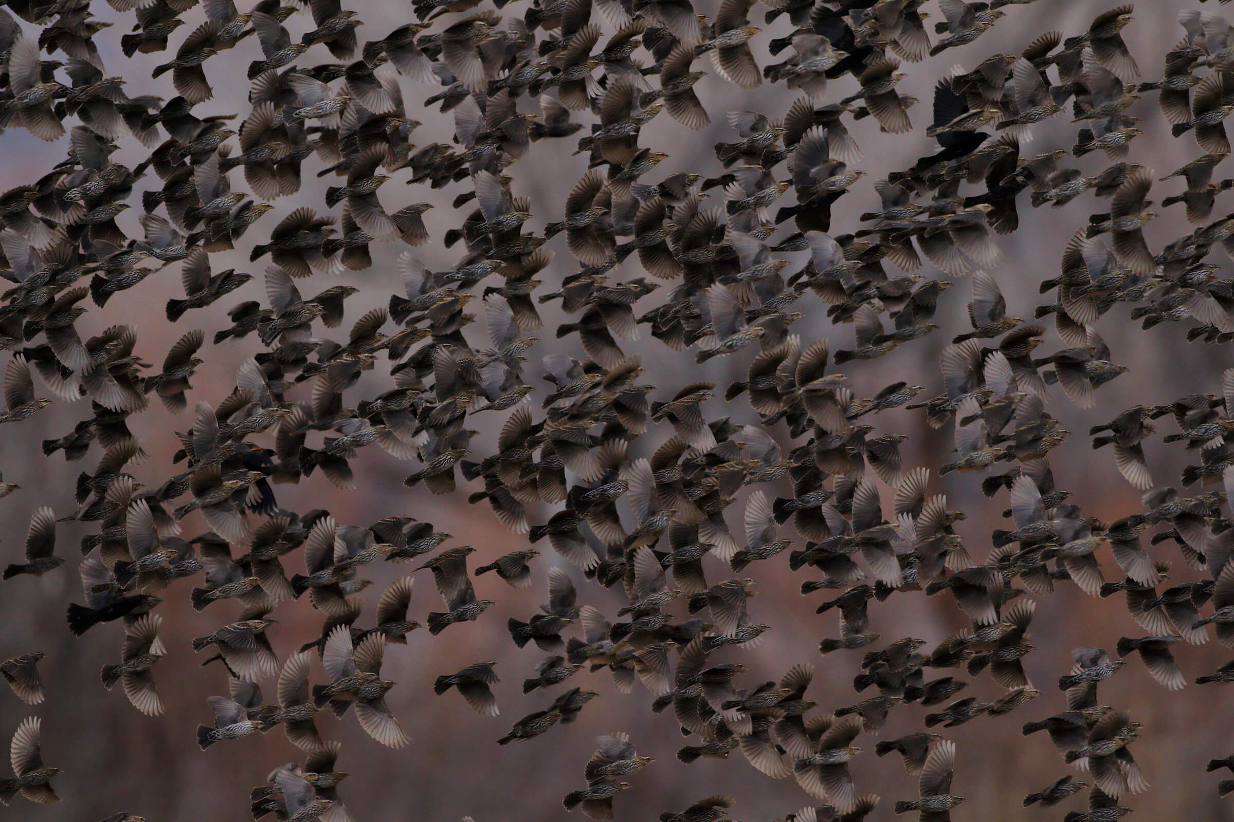 A huge flock of black and brown birds fly together across the frame of the picture all in the same direction. You can't see much behind them because there are so many, like a cloud of birds. 