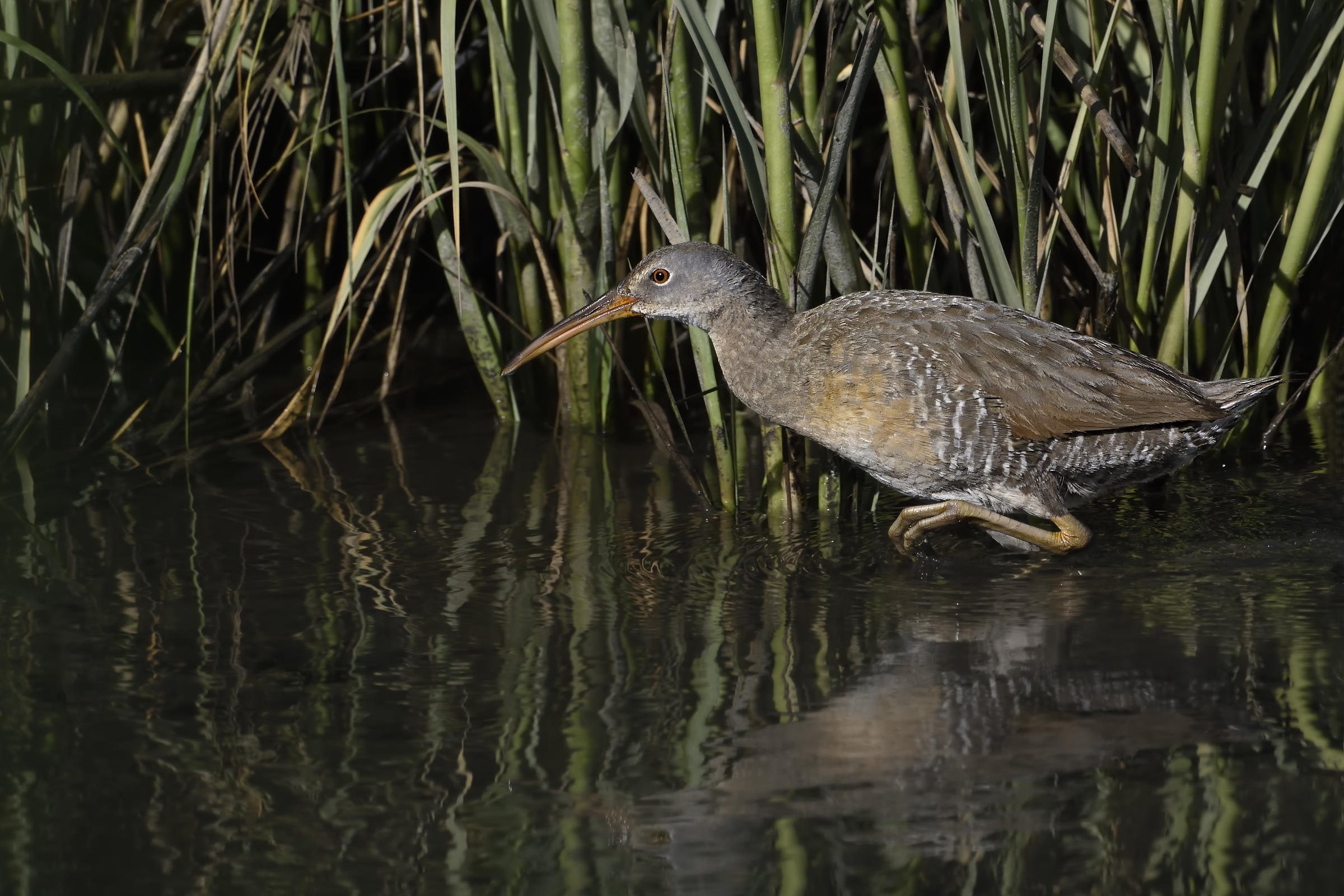 A marsh bird stalking through the reeds.