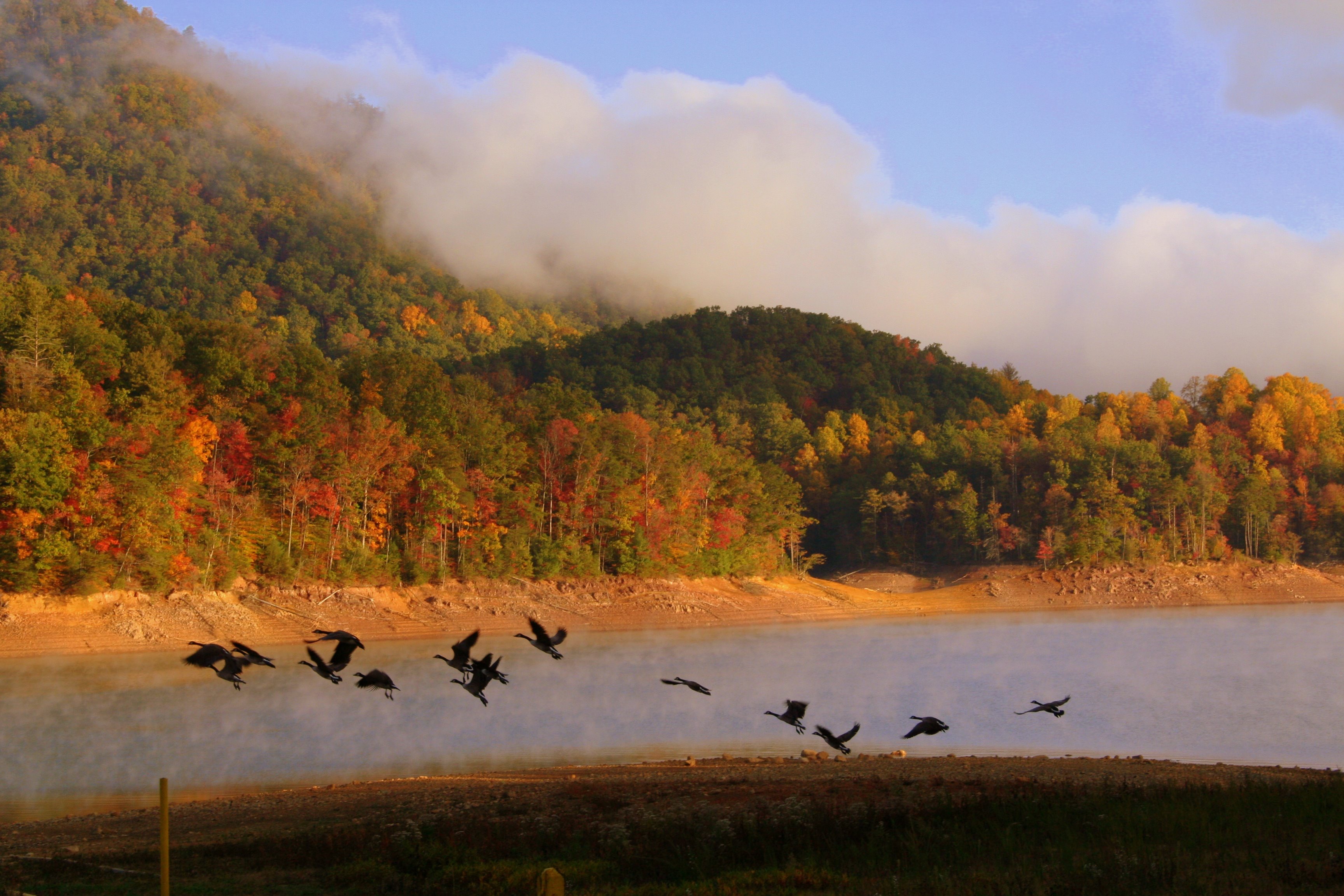 Canada geese flying over a body of water with fall foliage and low clouds in the background.