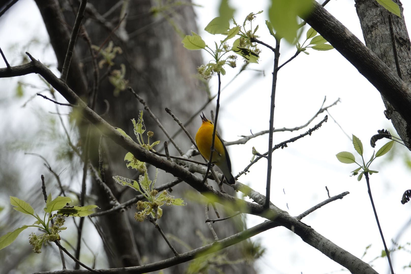 First recorded Prothonotary Warbler of 2023, a male bright yellow perched high in a tree singing. 