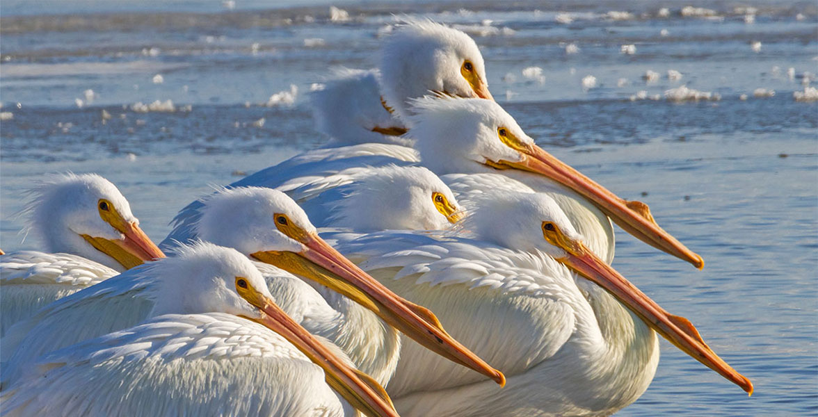 American White Pelicans.