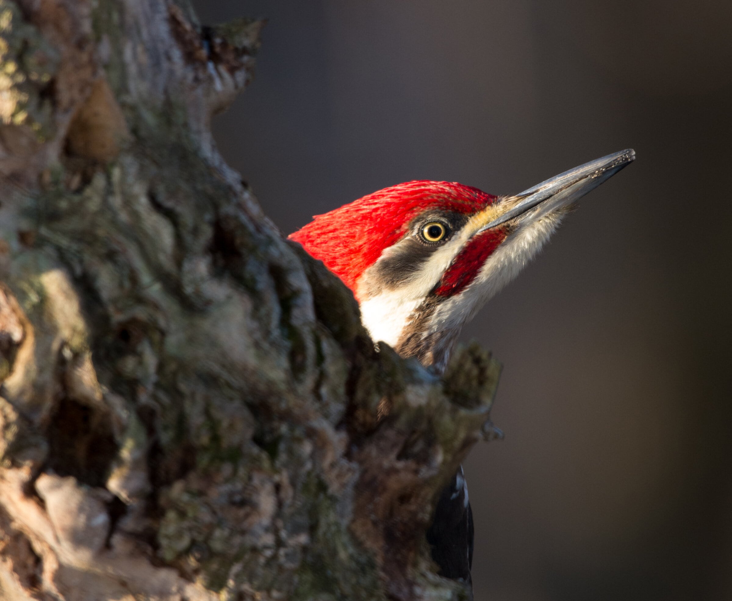 A large woodpecker with a red crest and large beak shows his profile against a dark tree trunk