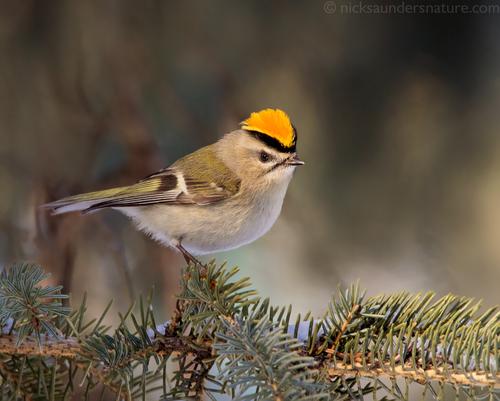 Golden-crowned Kinglet