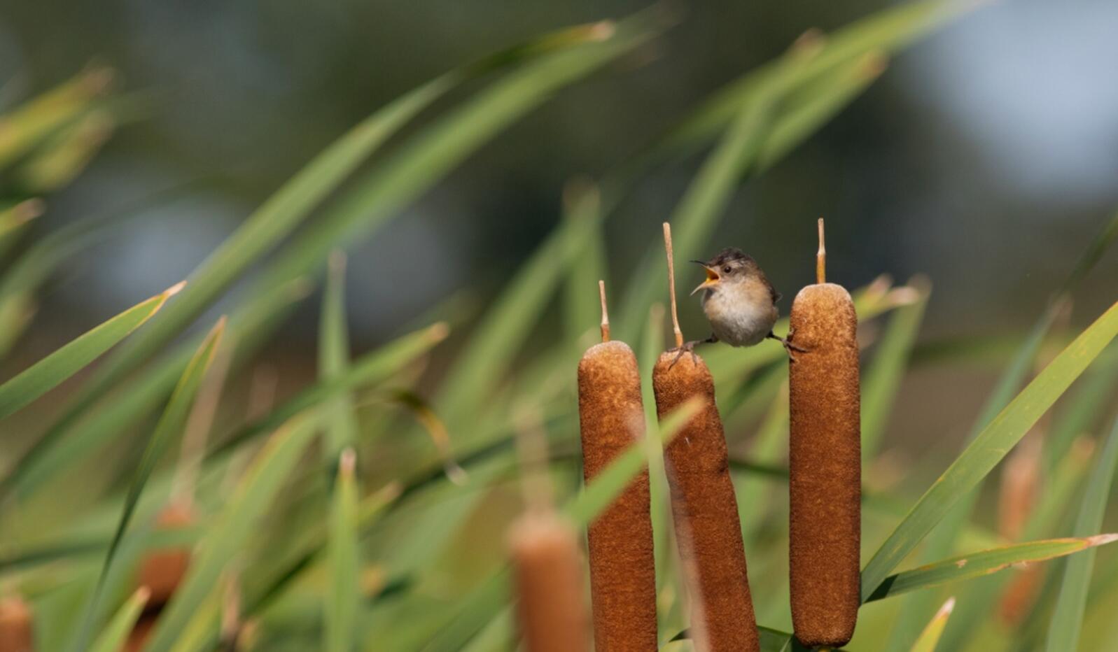 Marsh Wren in a Montgomery County, Indiana wetland. Photo: Shari McCollough/Audubon Photography Awards