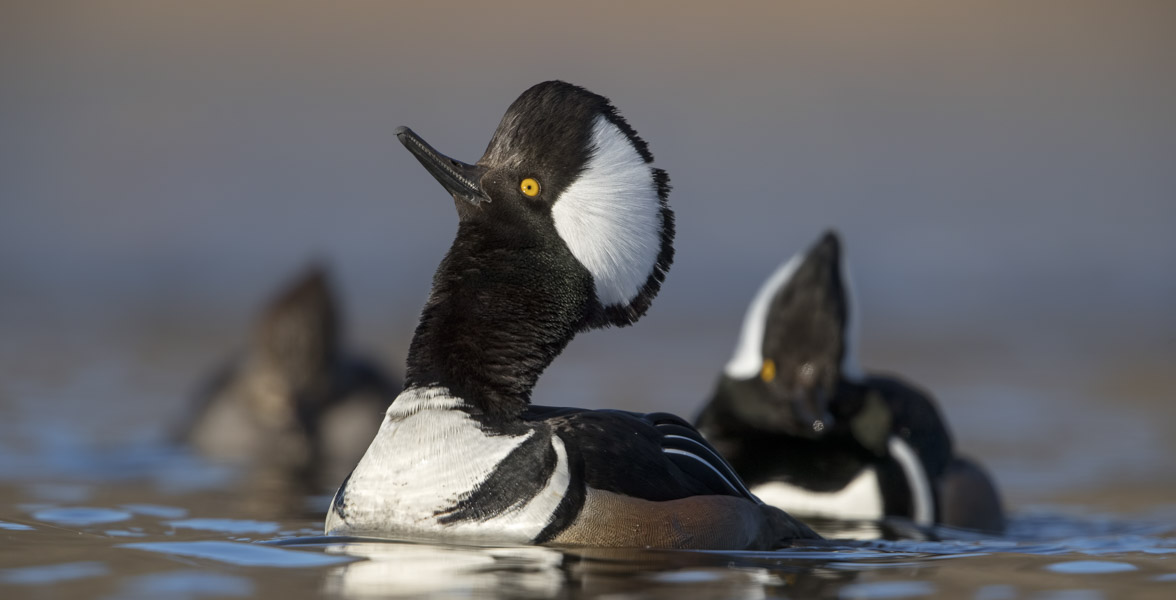 A Hooded Merganser performs a courtship display.