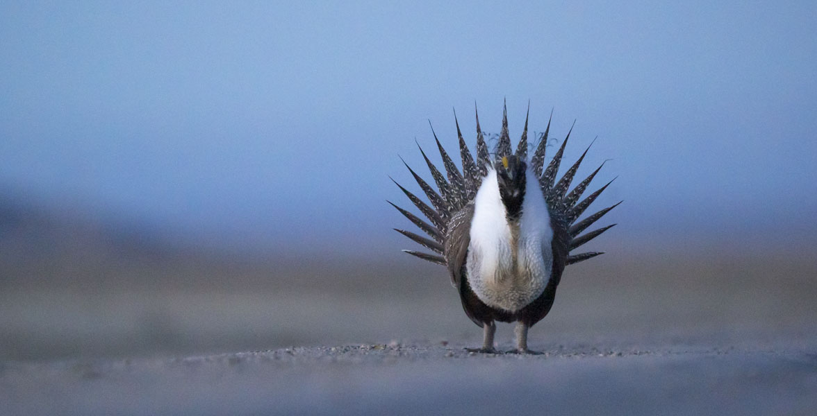 A Greater Sage-Grouse displays on a road at twilight.