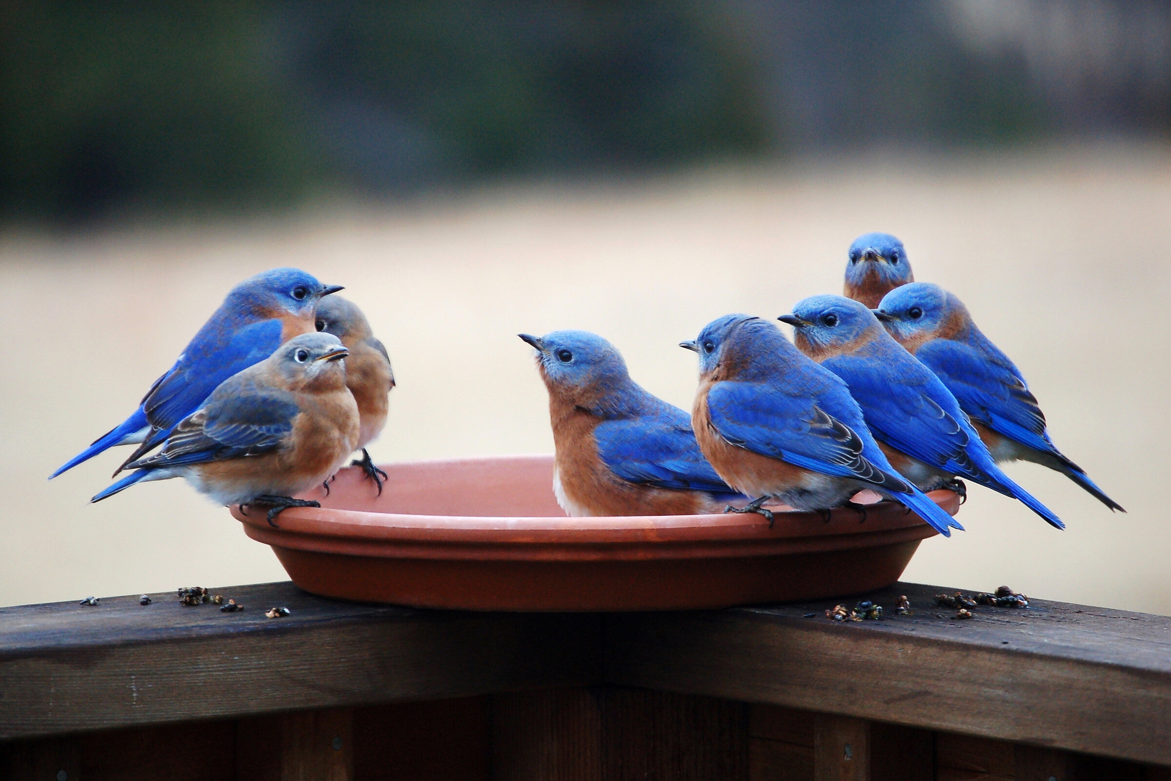 Several Eastern Bluebirds are perched around a warm-red water dish on a wooden handrail. 