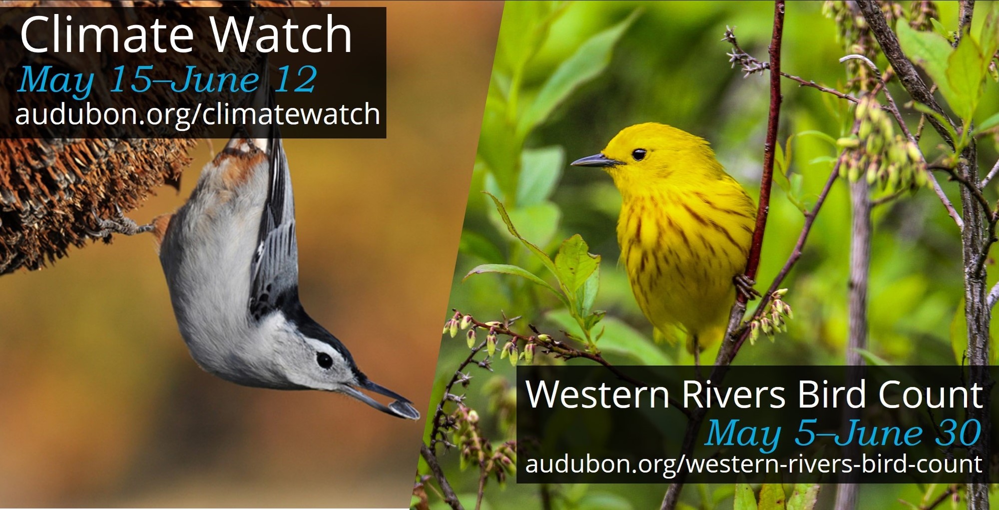 A photo of a White-breasted Nuthatch is next to a separate one of a Yellow Warbler.