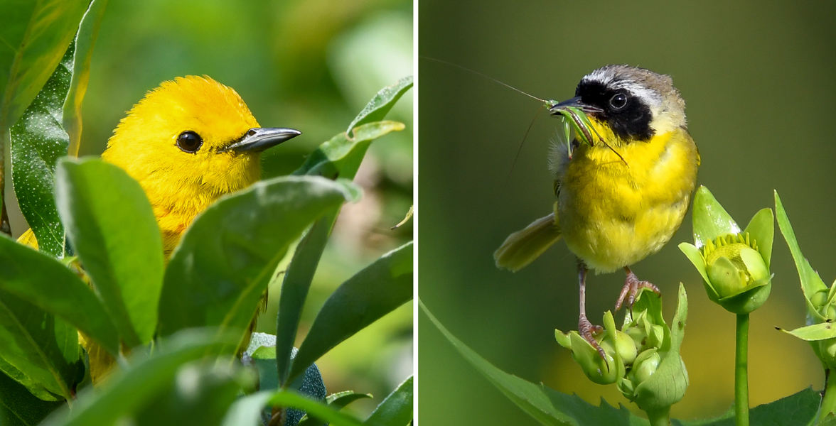 From left: Yellow Warbler, Common Yellowthroat. 