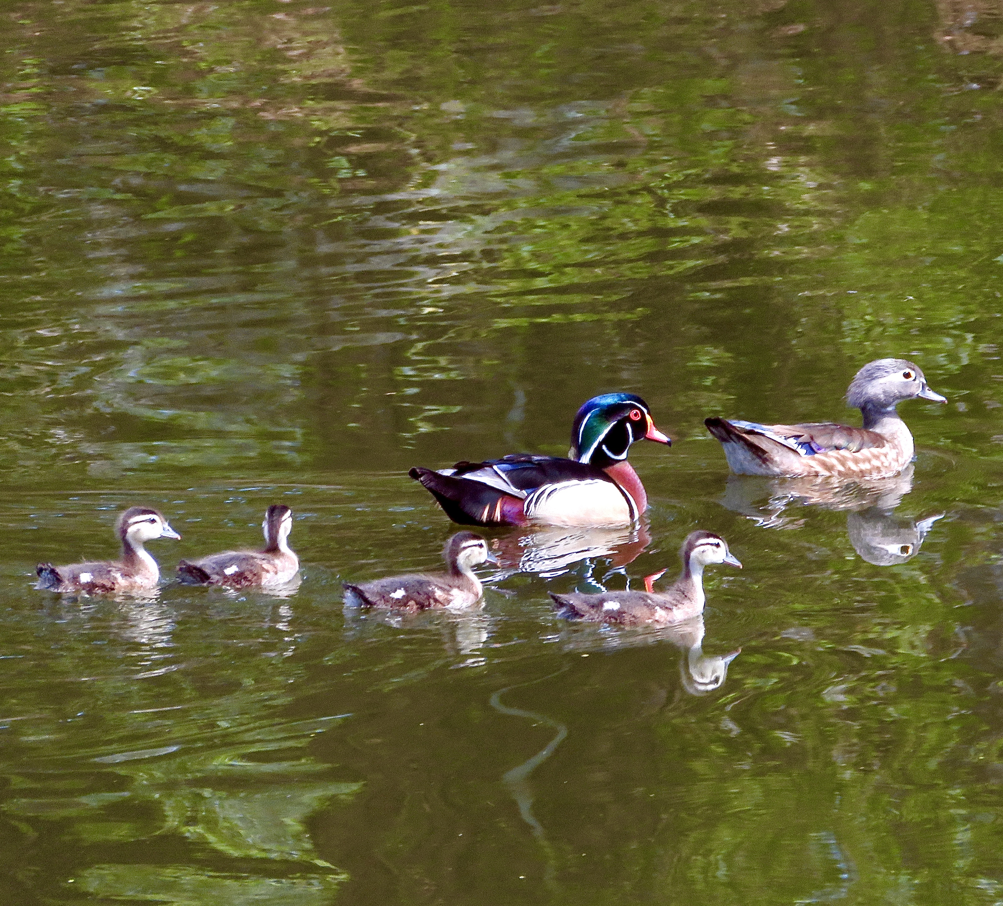 Adult ducks with a raft of ducklings. 