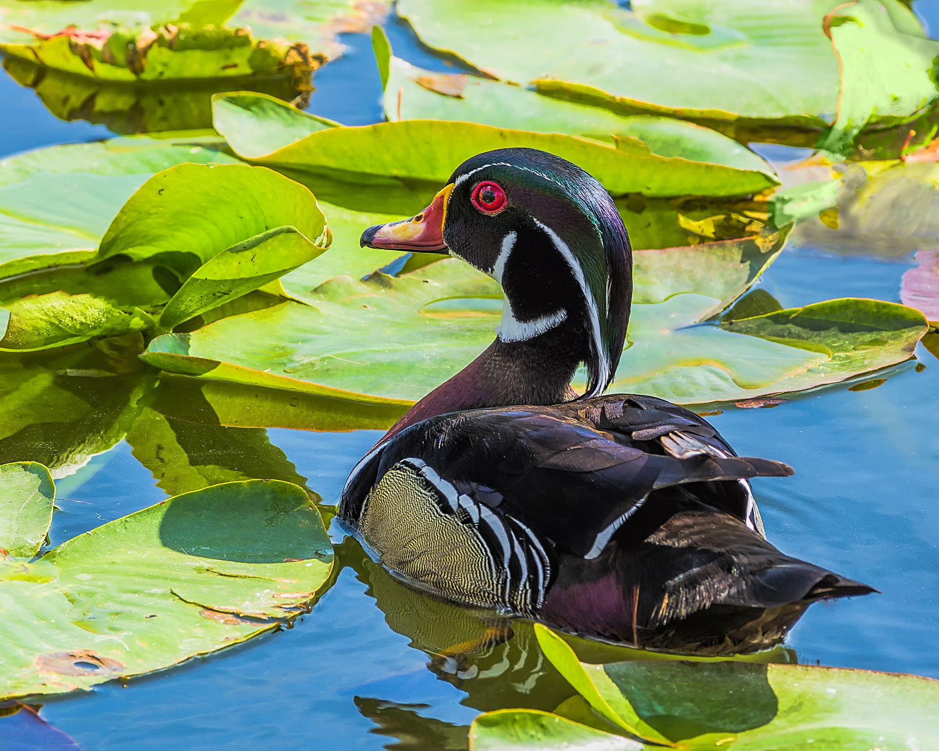 Wood Duck