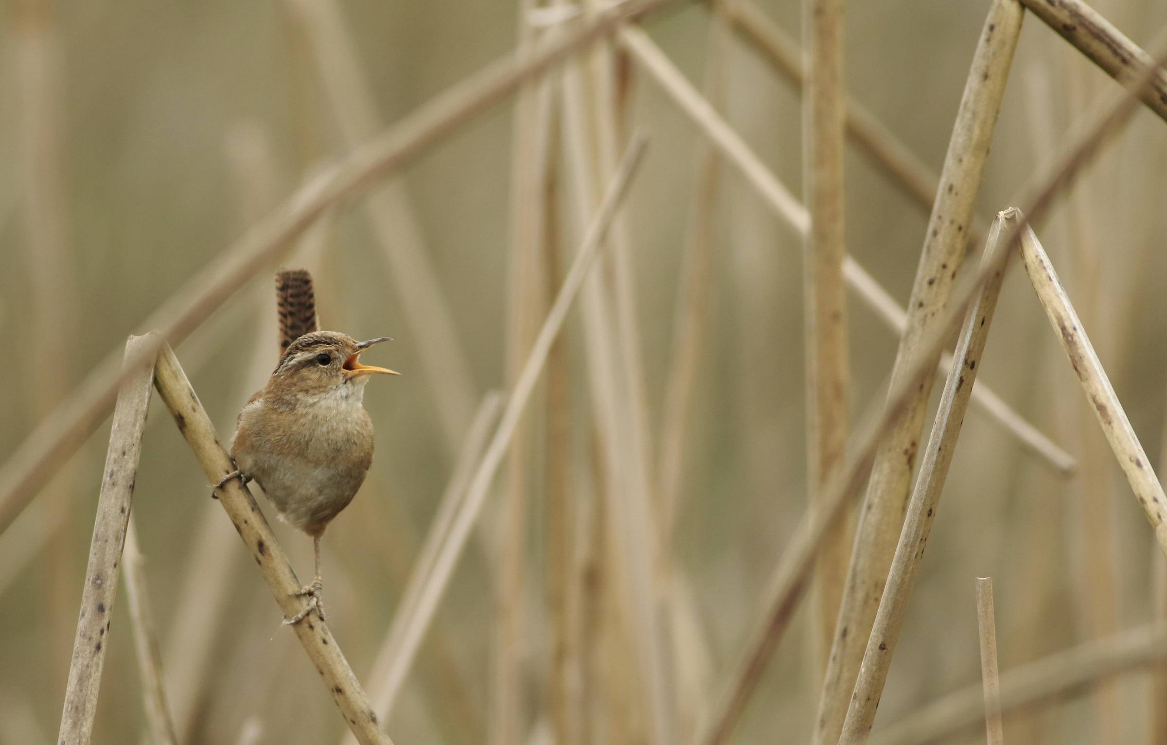 Marsh Wren stands on reeds.