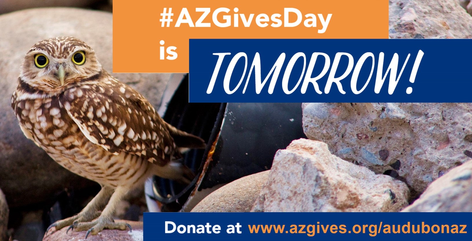 A Burrowing Owl stands outside of an artificial burrow. Text states: "#AZGivesDay is TOMORROW! Donate at www.azgives.org/audubonaz"