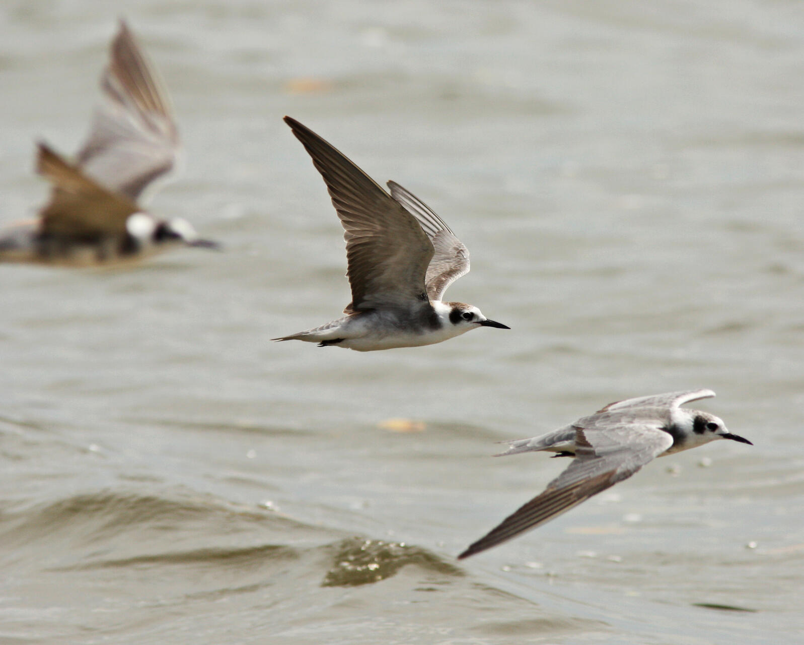 Black Tern. Photo: Dan Irizarry