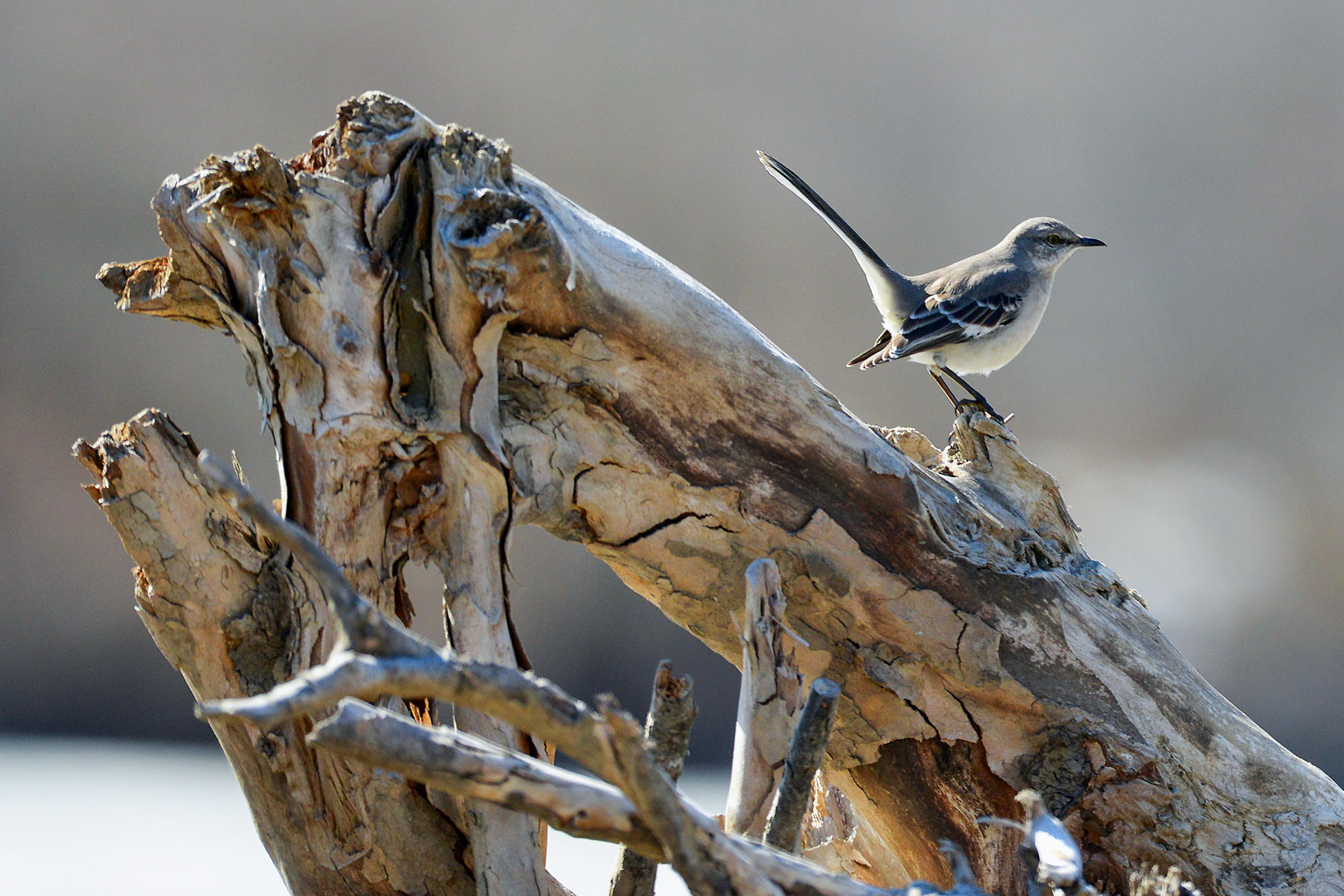 Northern Mockingbird standing on a log.