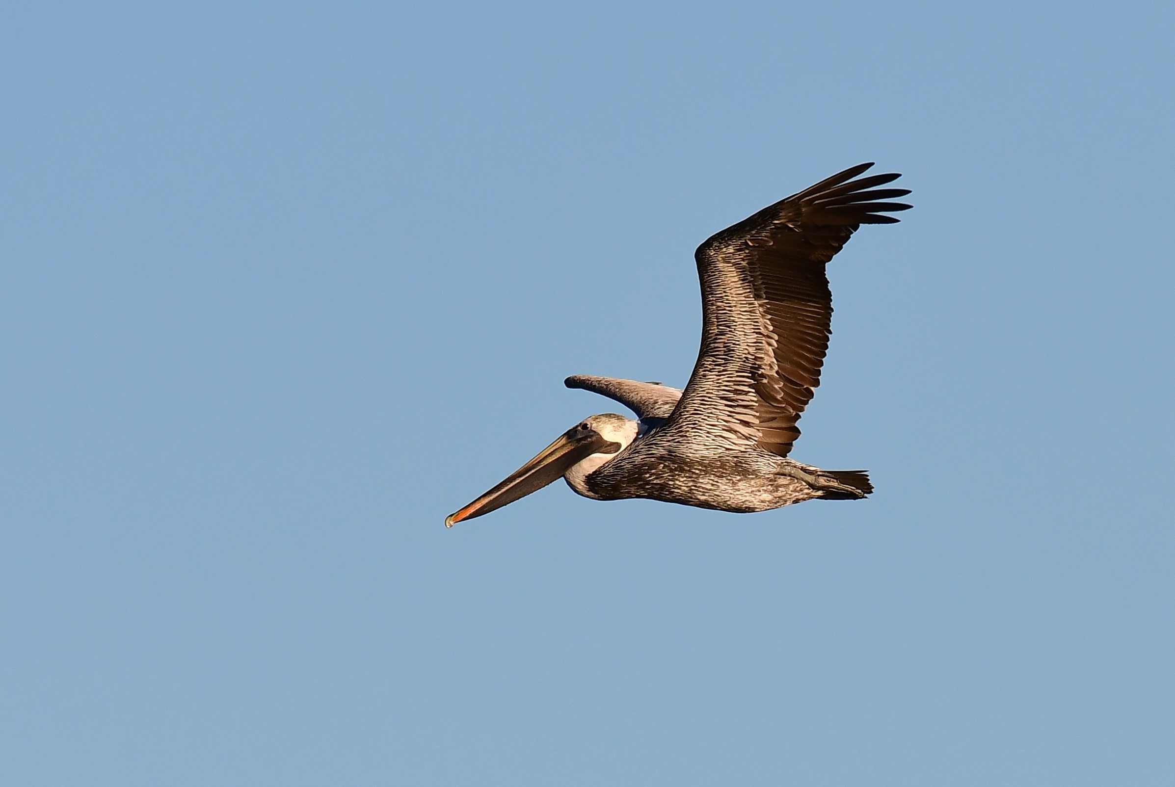 Brown Pelican. Photo: John Wolaver.
