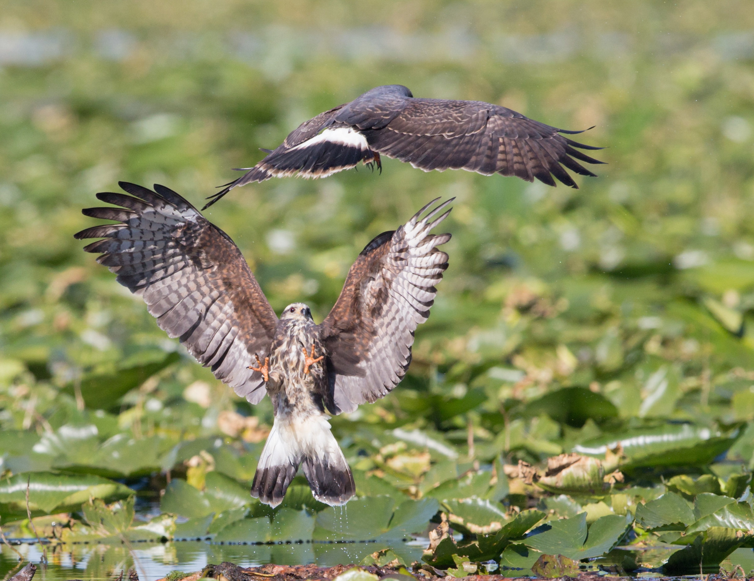 Snail Kite. Photo: William Wingfield/Audubon Photography Awards.