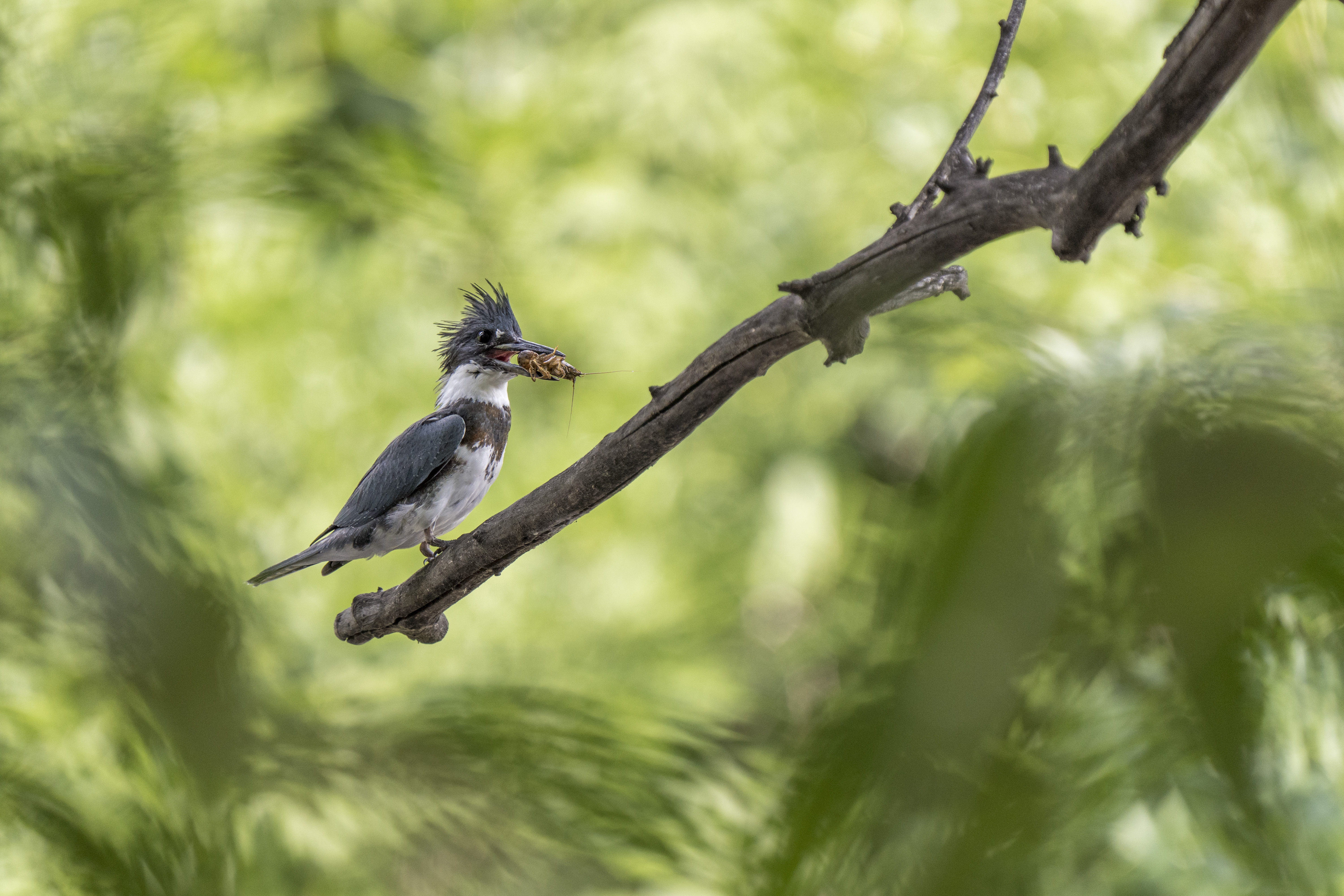 Belted Kingfisher sitting on a branch with food in its bill. Green background.