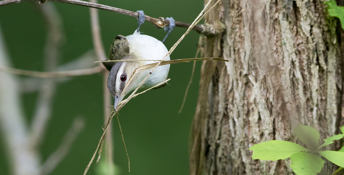 Red-eyed Vireo.