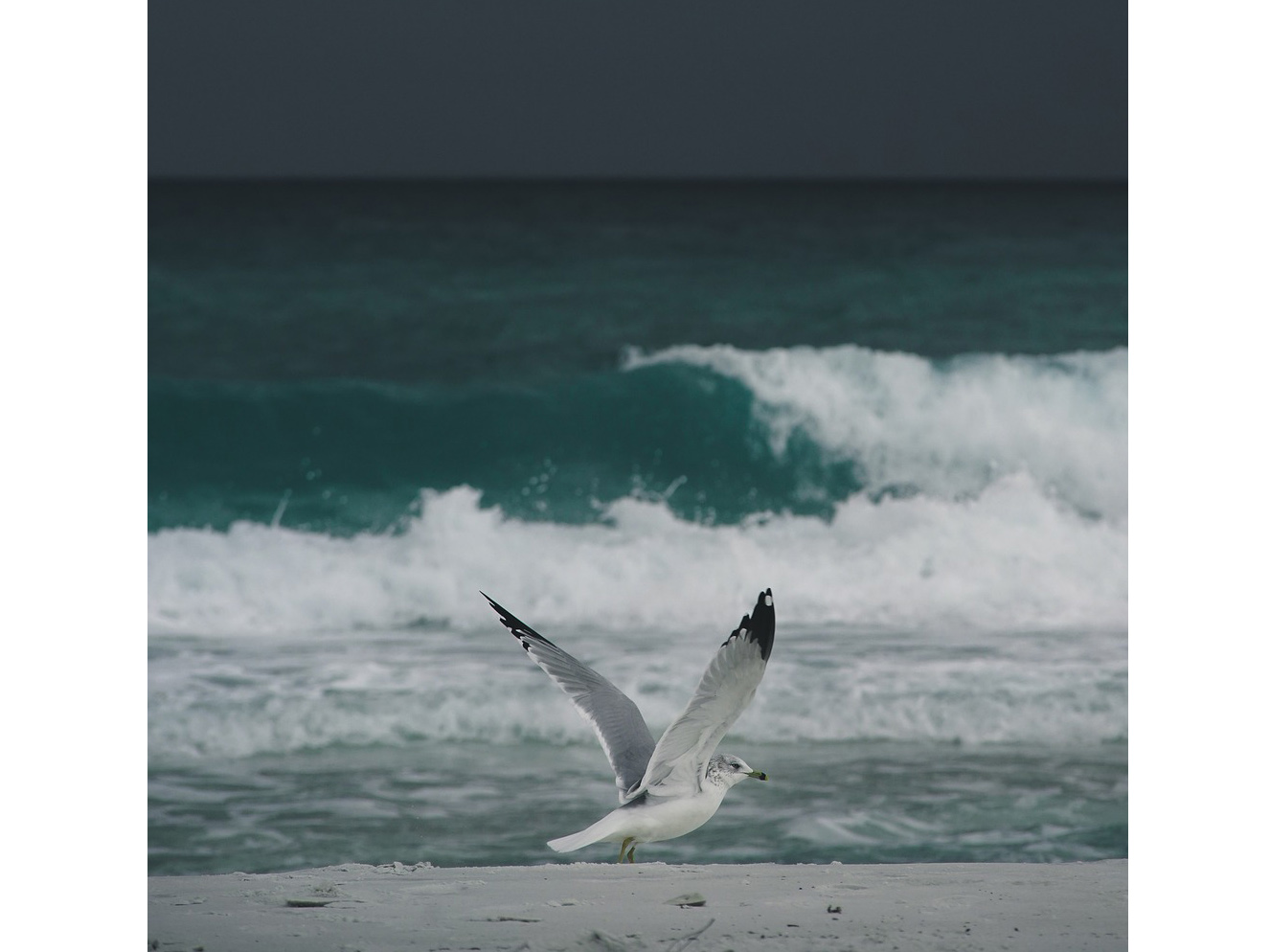 Ring-billed Gull on a beach with a stormy sea in the background.