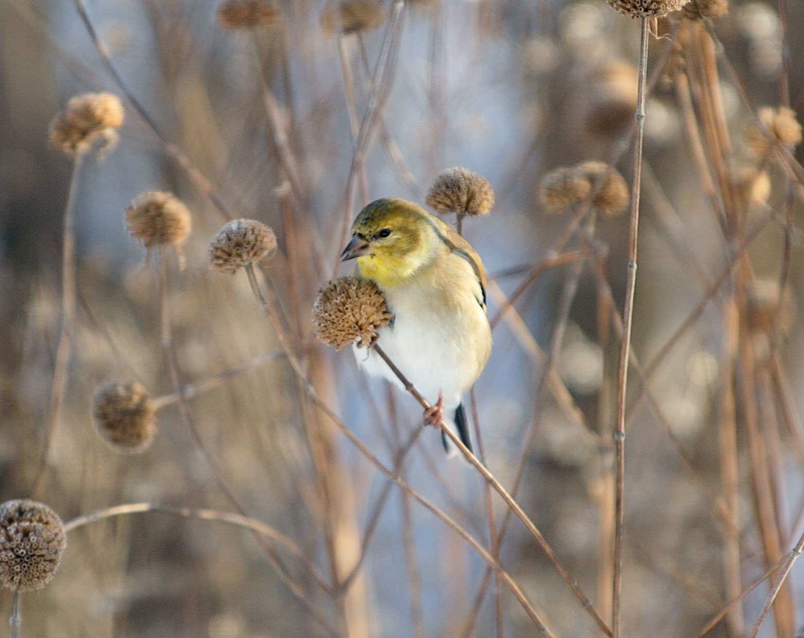 American Goldfinch nibbling on bergamot seeds. Photo: Ross Frid/Alamy