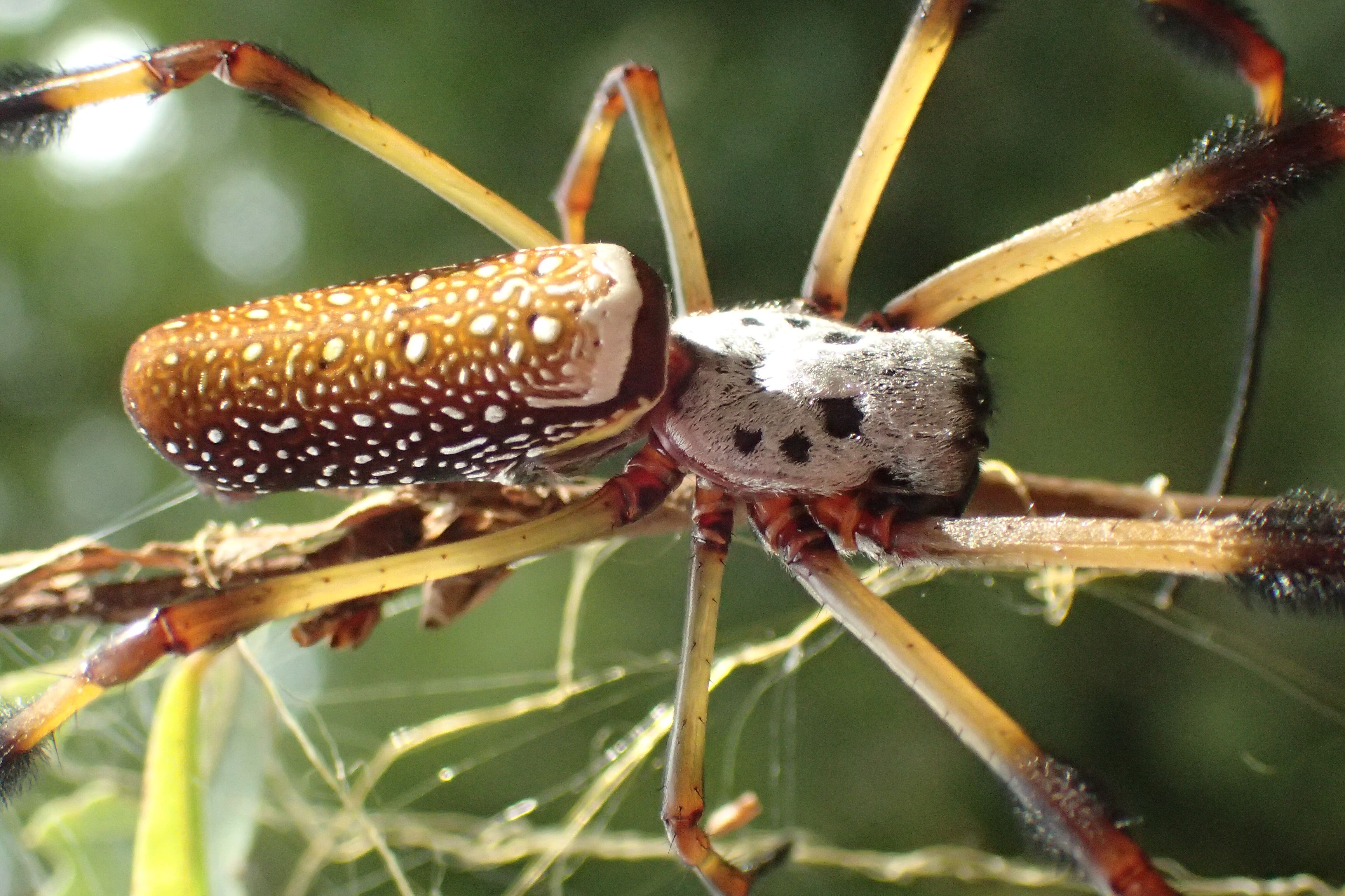 A close up of a spotted yellow spider