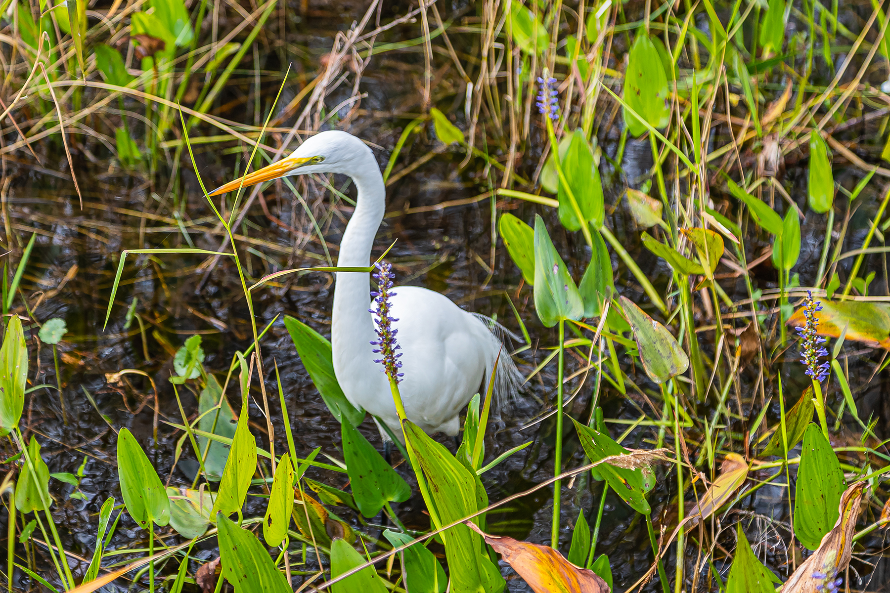 A white wading bird in greenery