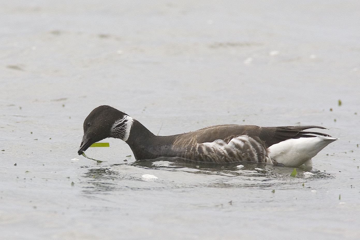 Brant Goose feeding on eelgrass.