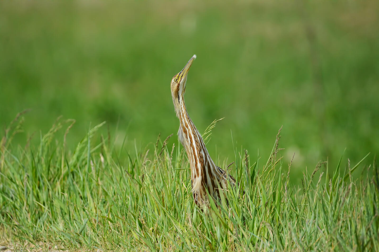 American Bittern. Photo: Diane Taylor/Audubon Photography Awards