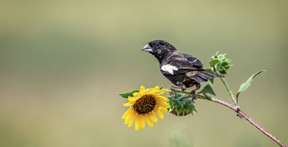 A black, brown, and white bird perches on a yellow flower.