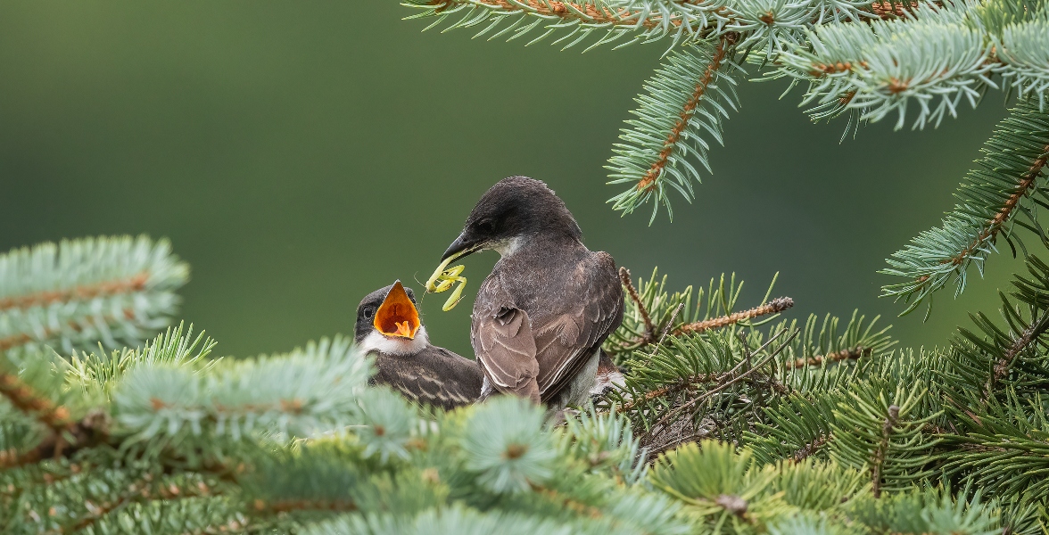 Eastern Kingbirds.