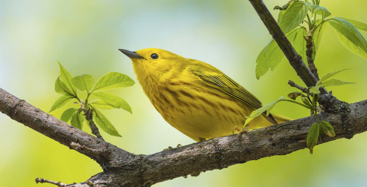 Yellow Warbler. Photo: Sheen Watkins/Audubon Photography Awards