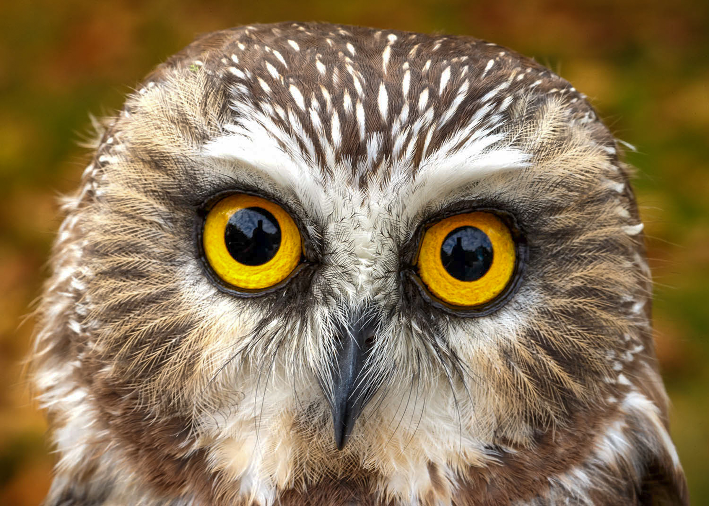 Northern Saw-whet Owl. Photo Credit: Peter Emmett