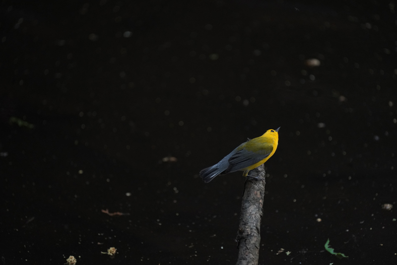 A yellow bird is looking up from a small snag across dark slow-moving water. 