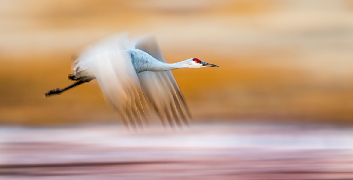 A slender white bird with black legs and a red crown flies across an indistinct background, its wings blurred from motion.