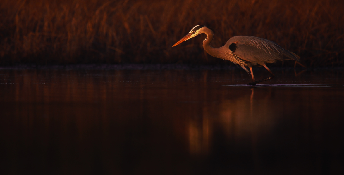 A Great Blue Heron wading through water. It is glowing faintly pink with the light from a sunset.