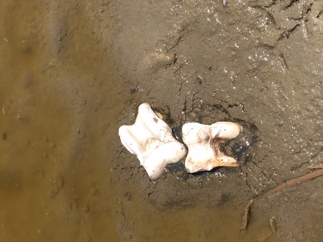 Two bones sit in the mud. Are they dinosaur bones? Who can say for sure?