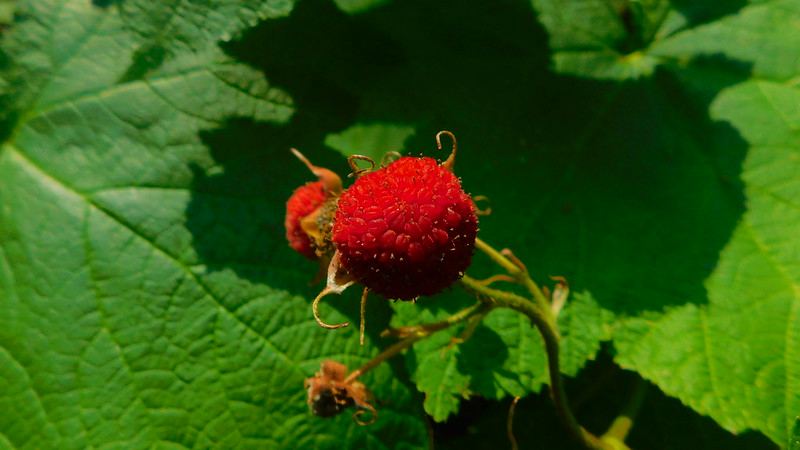 Thimbleberry photo by Pictoscribe
