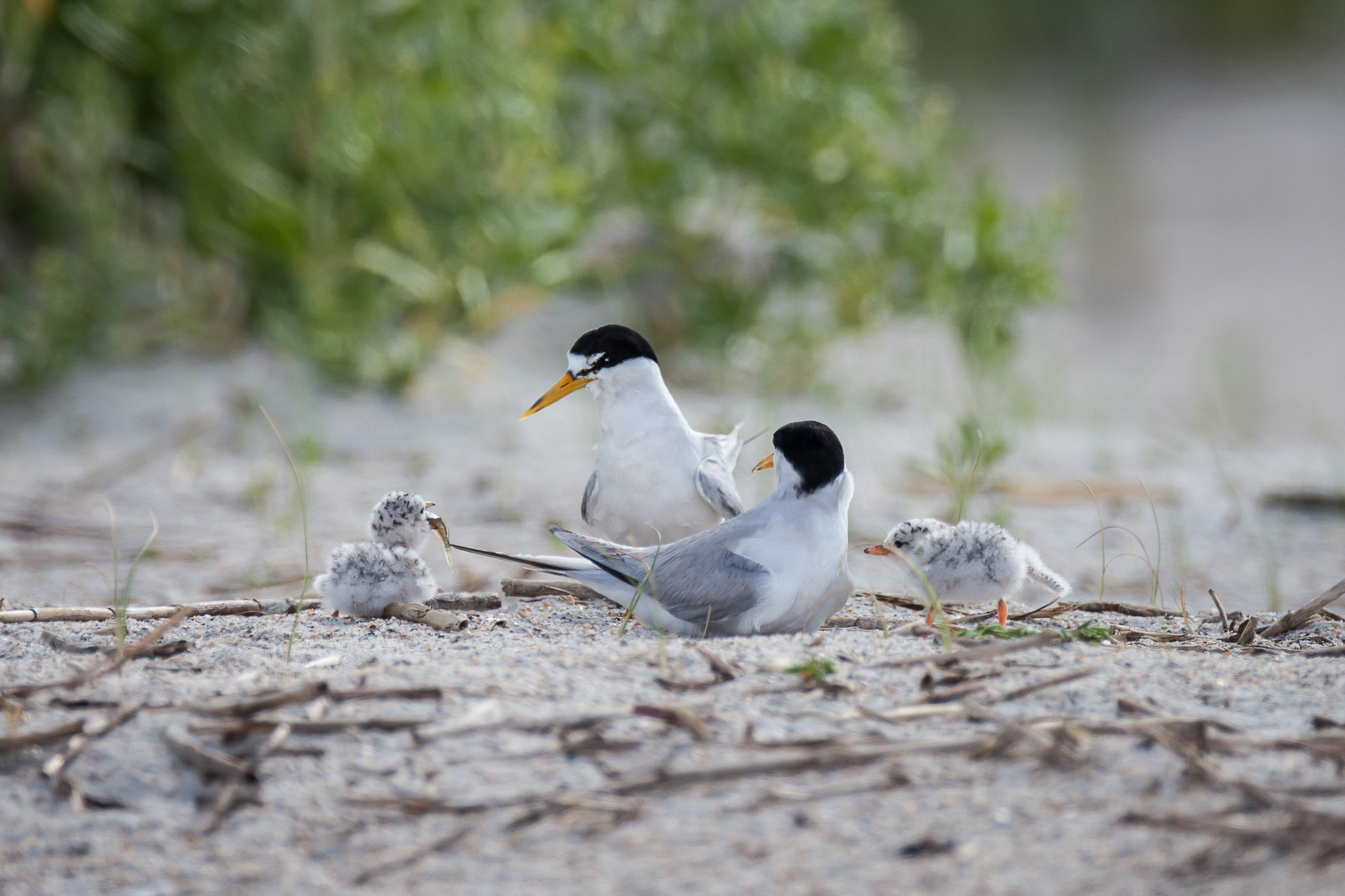 Least Terns. Photo: Ethan Slattery/Audubon Photography Awards.